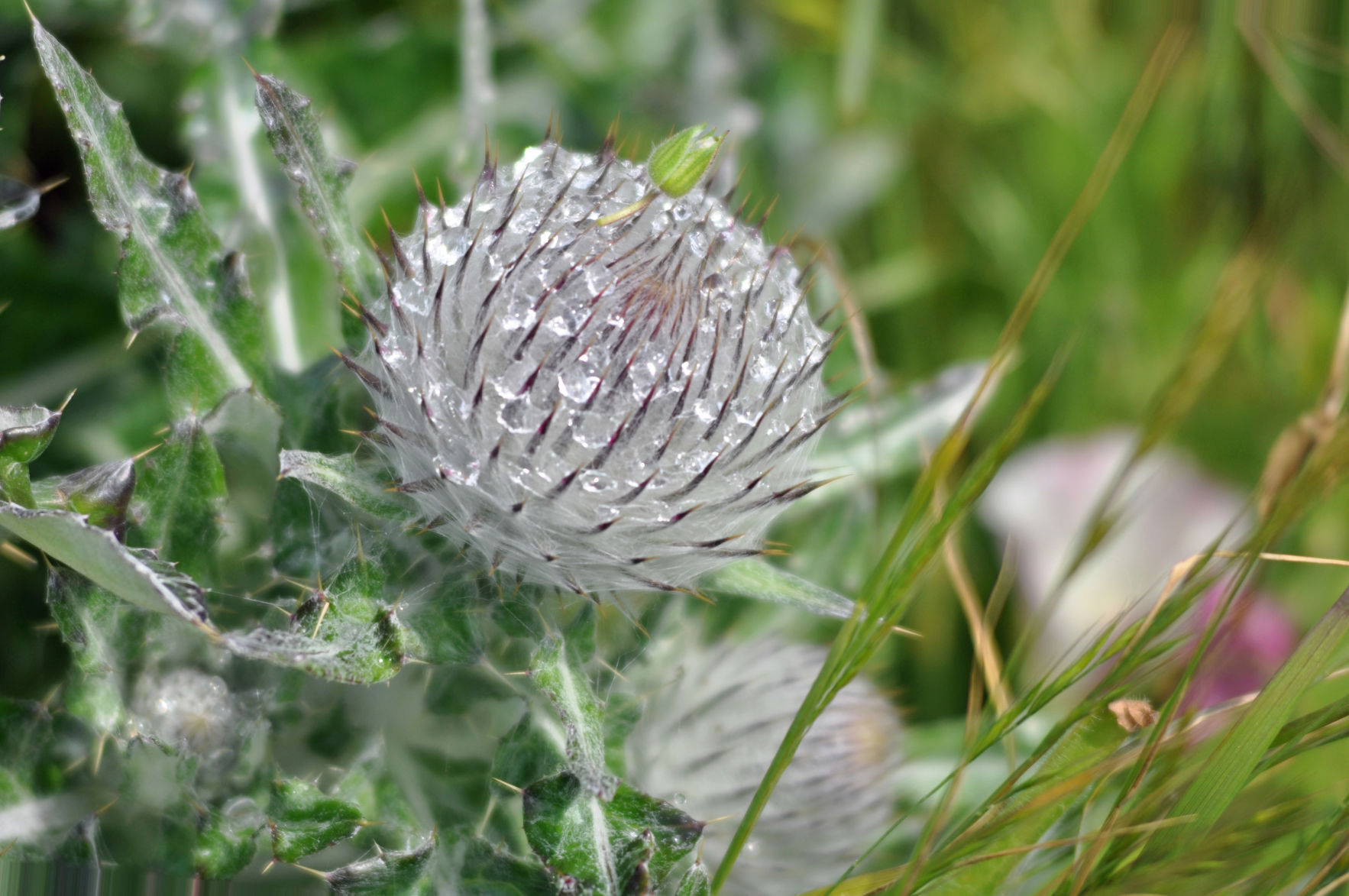 Dew on a thistle.jpg